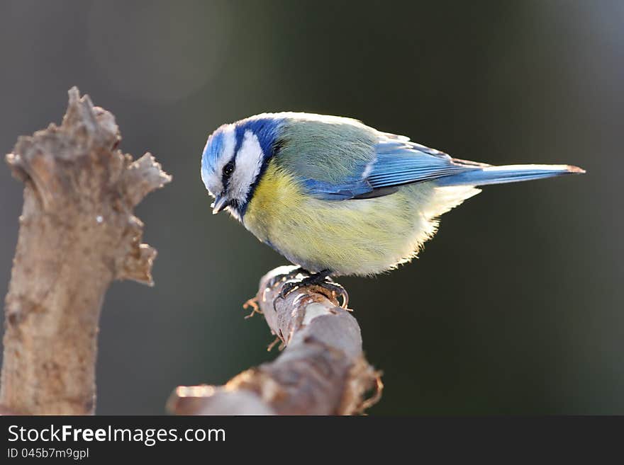 Blue tit