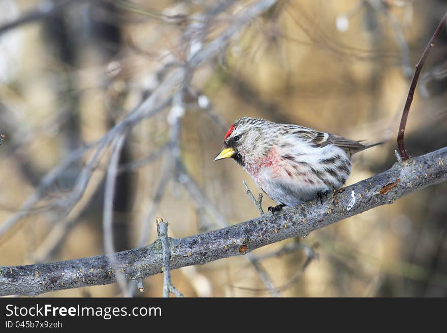 Red-poll in forest