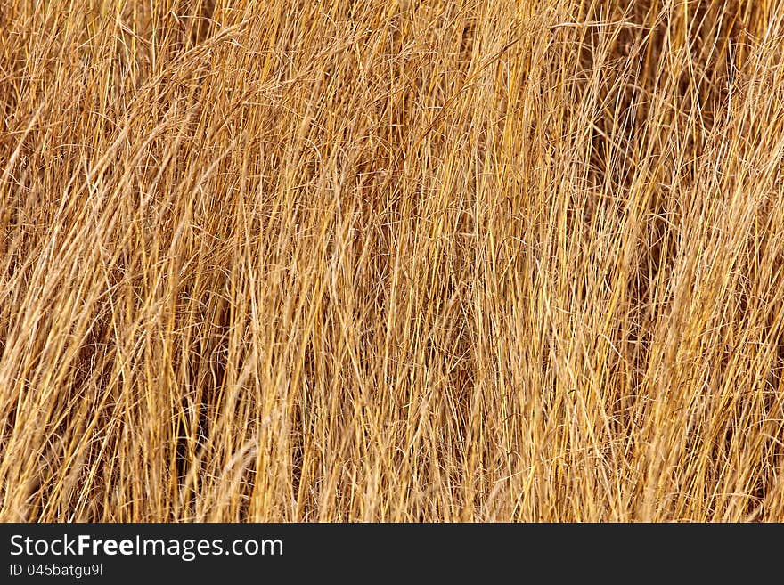 Dry field grass with a golden colour blowing in the wind