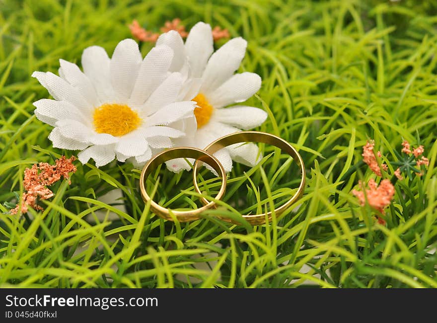 Gold wedding rings over green lawn with daisies. Gold wedding rings over green lawn with daisies