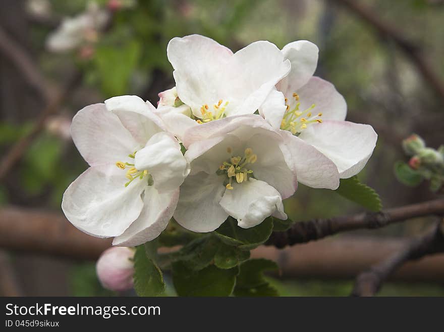 Flowering apple-tree