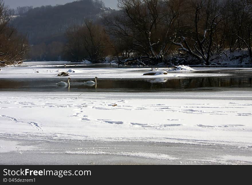 Swans in the frozen river.