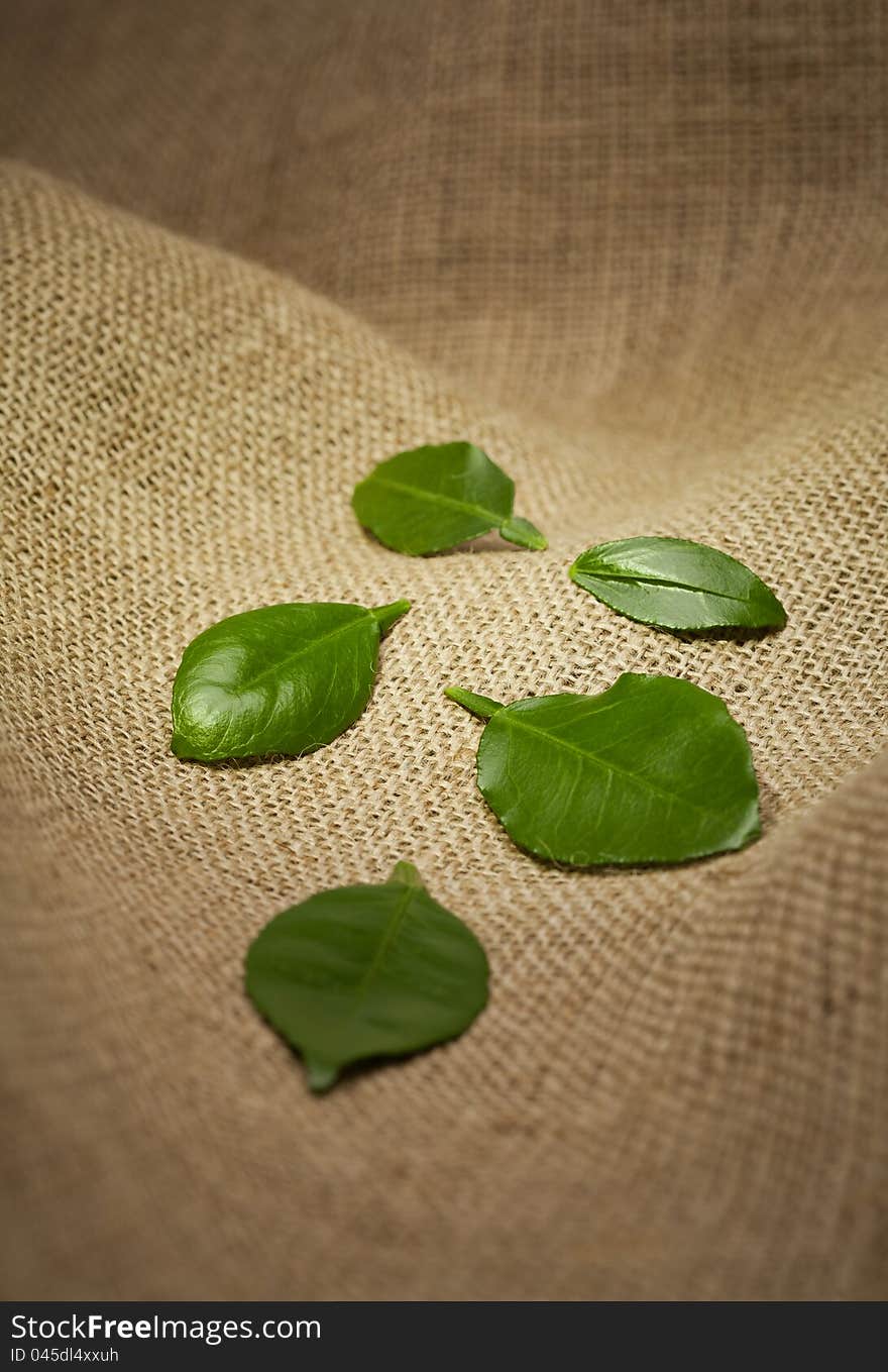 Leaves on burlap