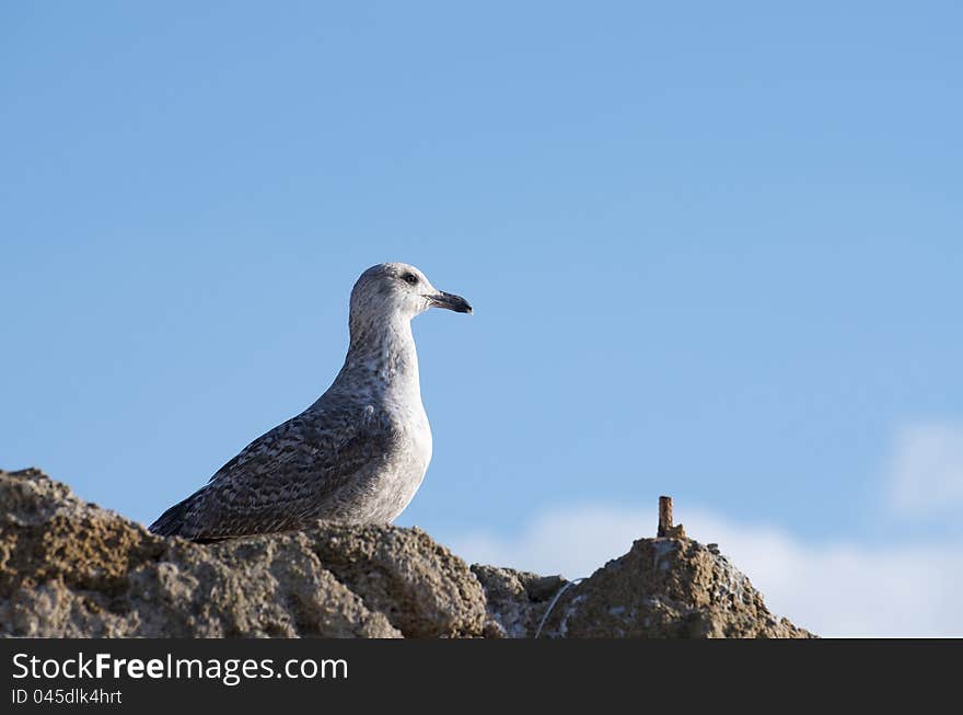 Close up of a seagull with blue sky