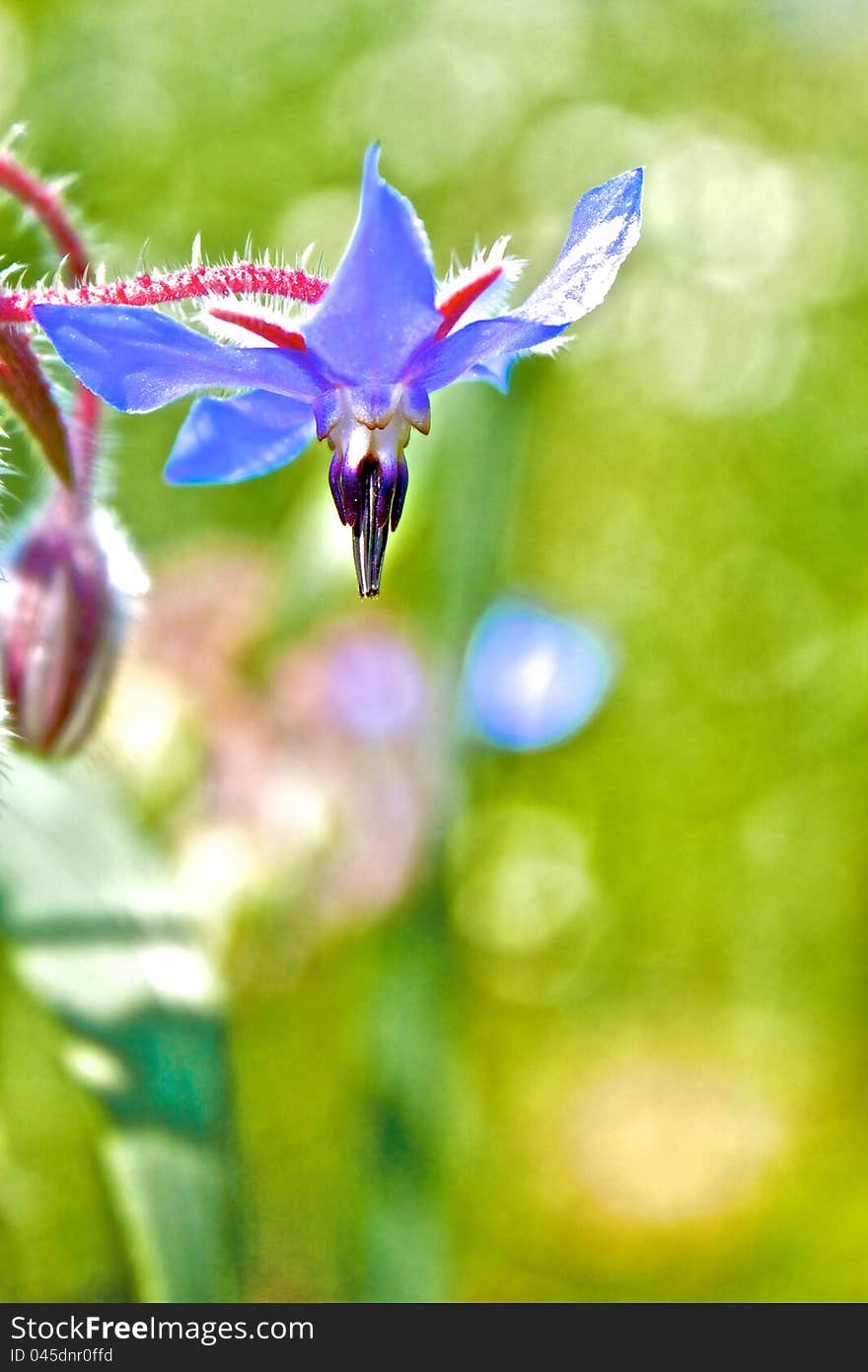 Detail of a flower of Borage (Borago officinalis). Detail of a flower of Borage (Borago officinalis)