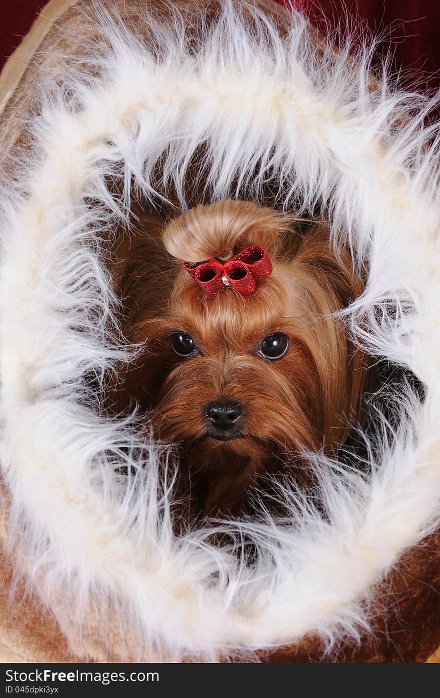 Yorkshire terrier in a white fur soft pet house. Yorkshire terrier in a white fur soft pet house