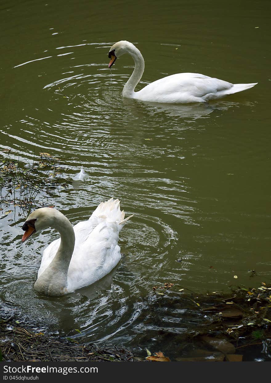 Swans looking for a proper nestling spot by the lake. Swans looking for a proper nestling spot by the lake