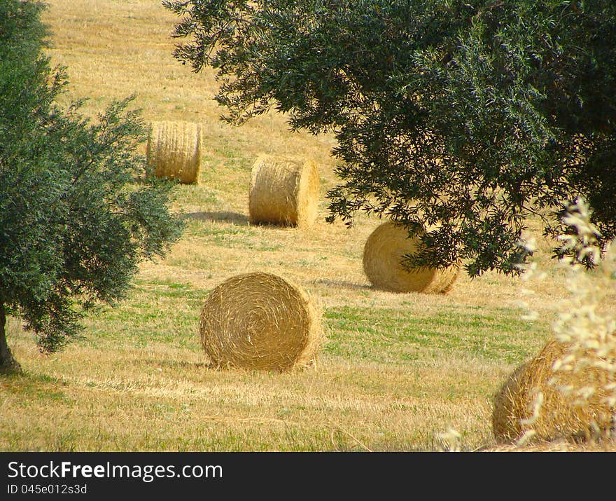 Field with haystacks, rural landscape