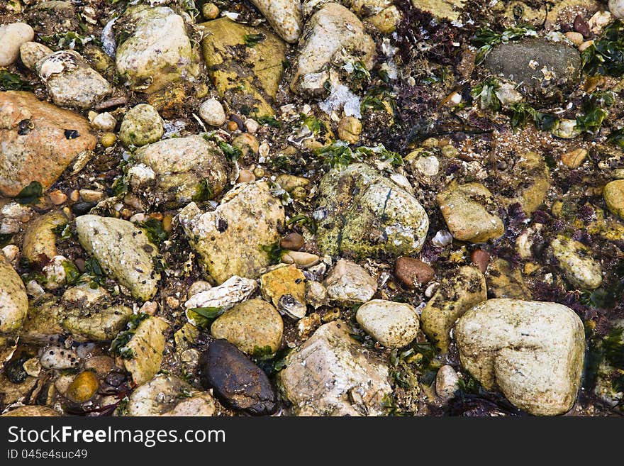 The texture of pebbles, seaweeds, and shells on a beach. The texture of pebbles, seaweeds, and shells on a beach