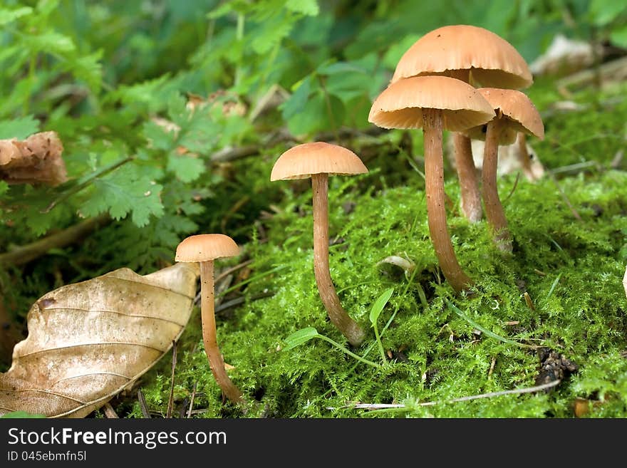 Mushroom in the forest