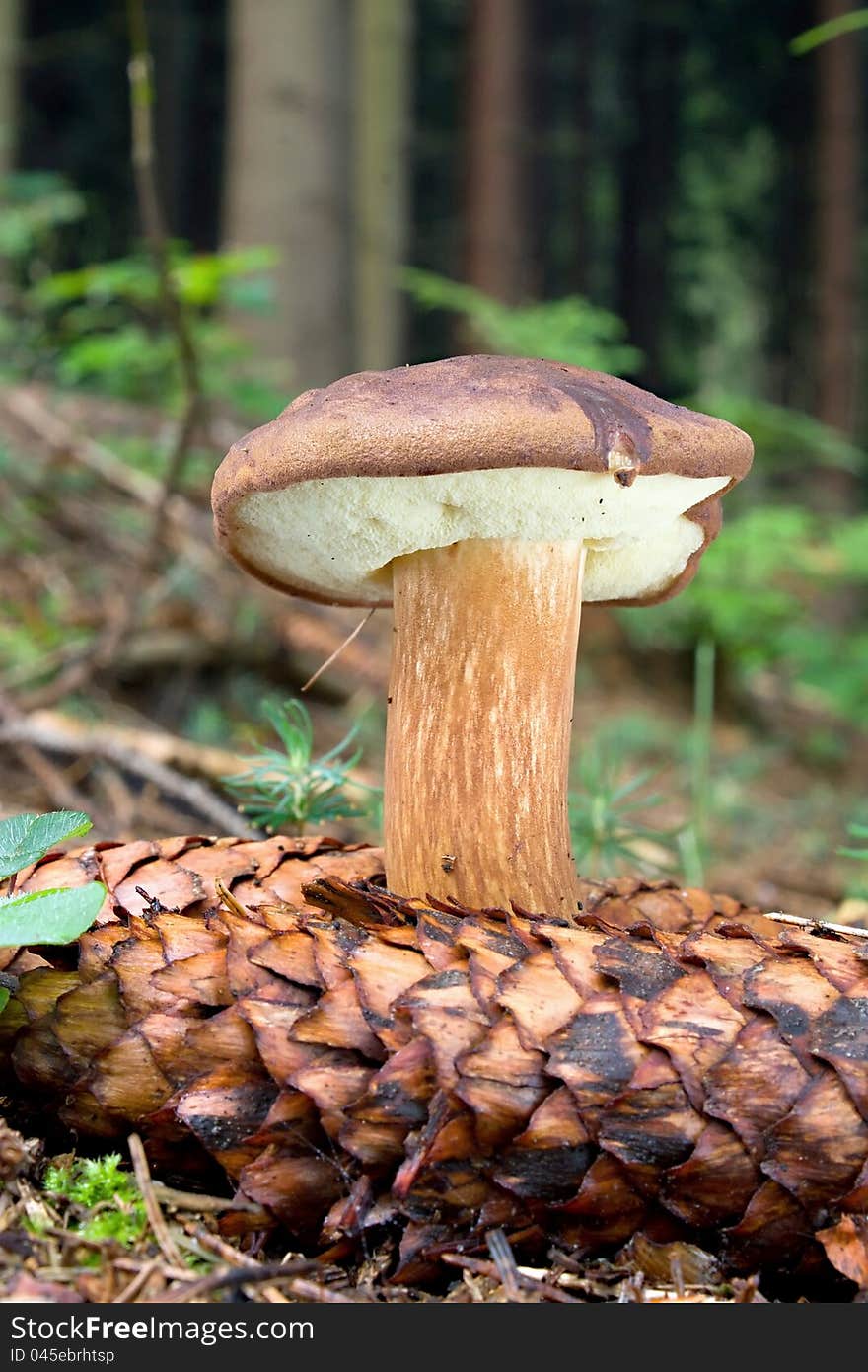 Mushroom In The Forest