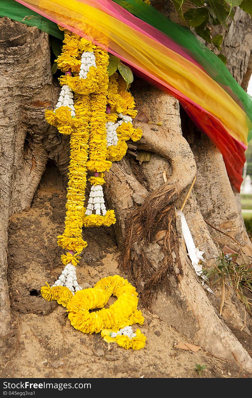 Marigold belief in buddhisn thailand. Marigold belief in buddhisn thailand