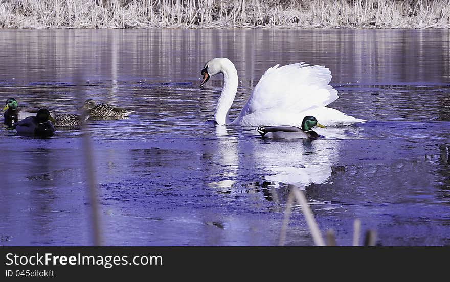 Swan and Mallard Drakes at the icy pond in the spring.