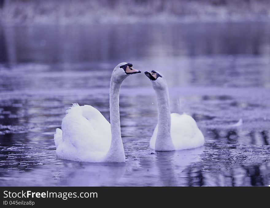 Two swans at the icy pond in the spring morning.