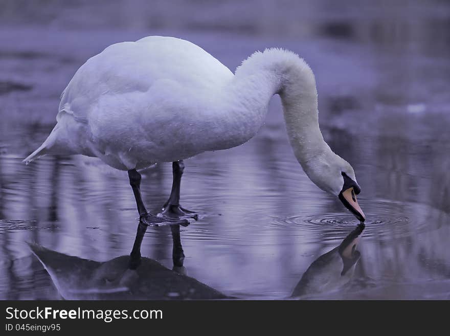 A swan at the icy pond in the spring morning.