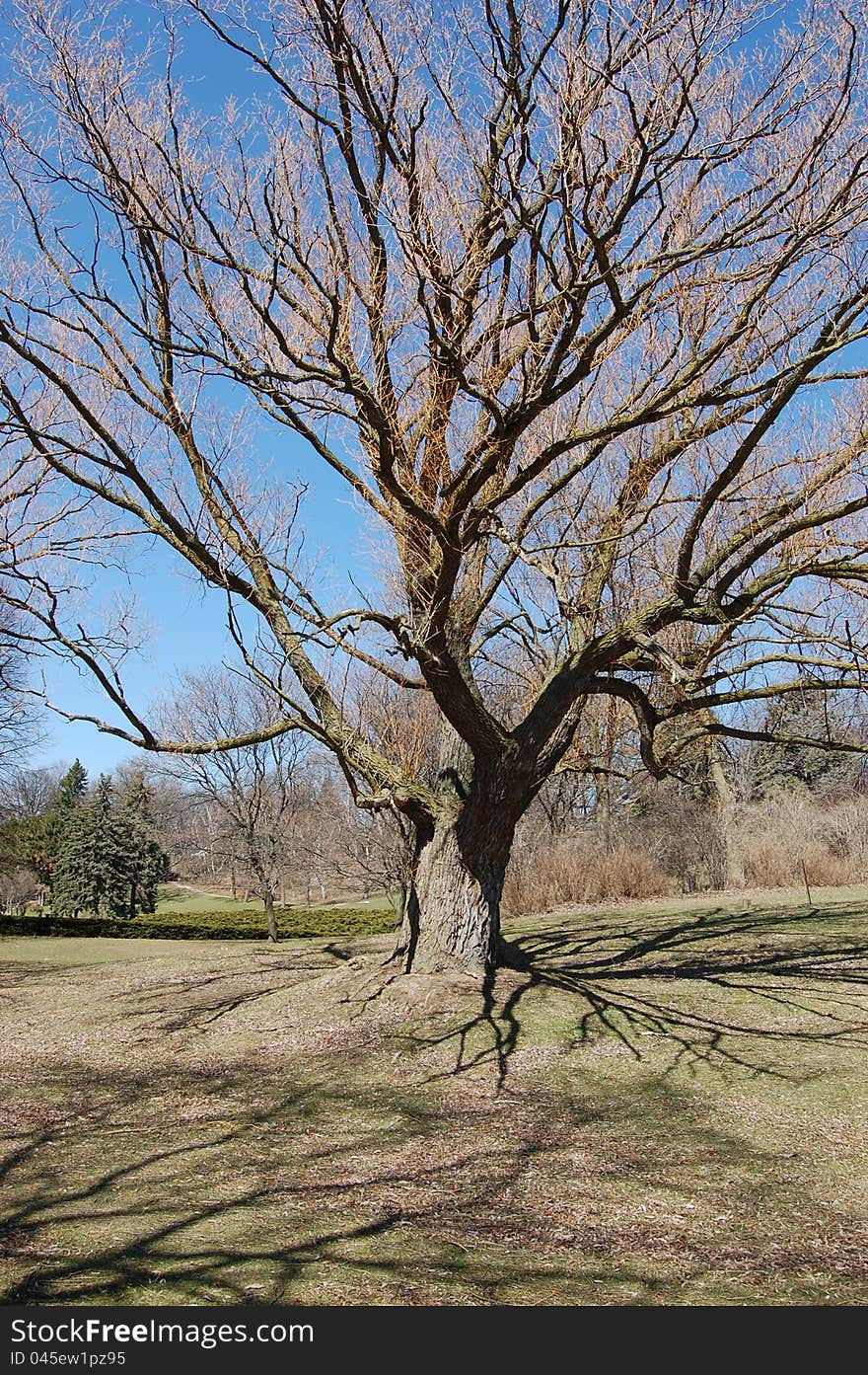 Old bare tree on bright blue sky background