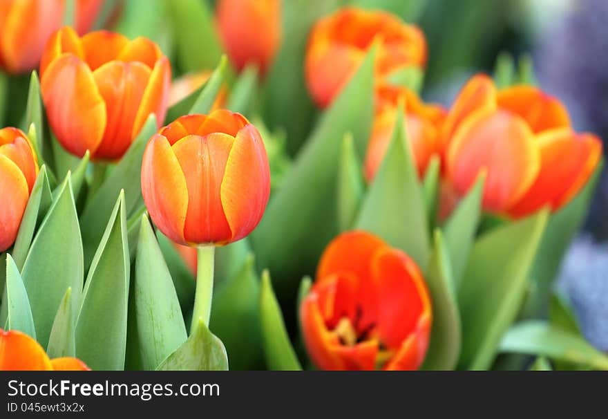 Colorful, Beautiful spring tulip flowers