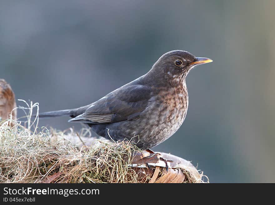 Thrush Female On Nestle