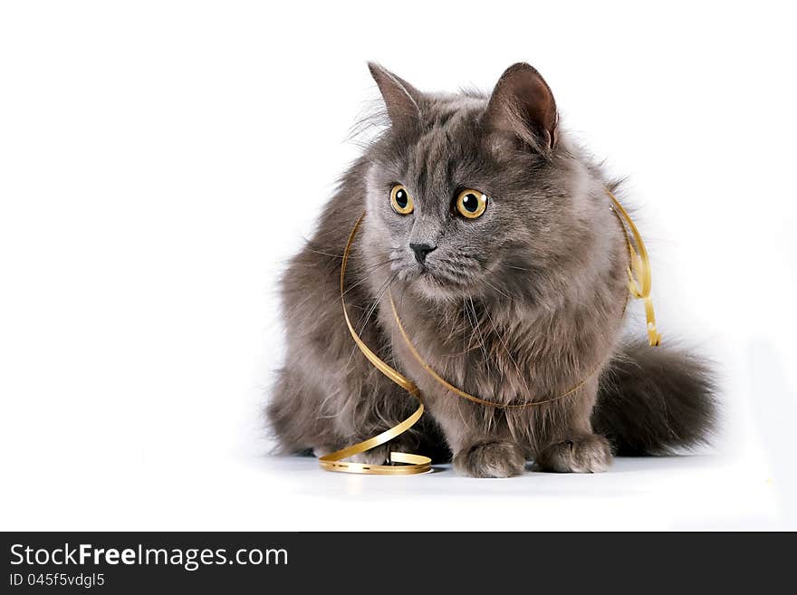 Gray cat with yellow eyes and a gold ribbon