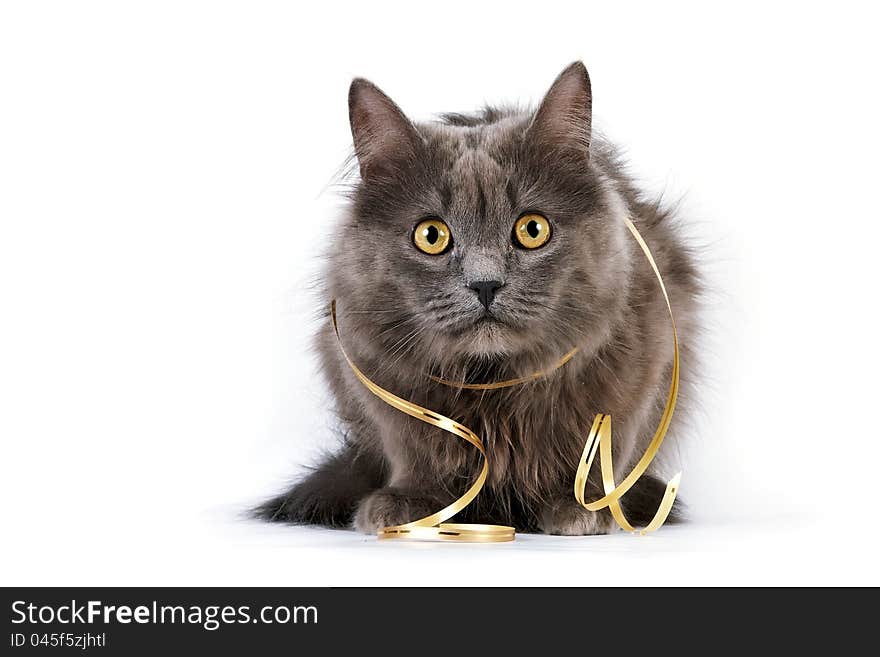 Gray cat with yellow eyes