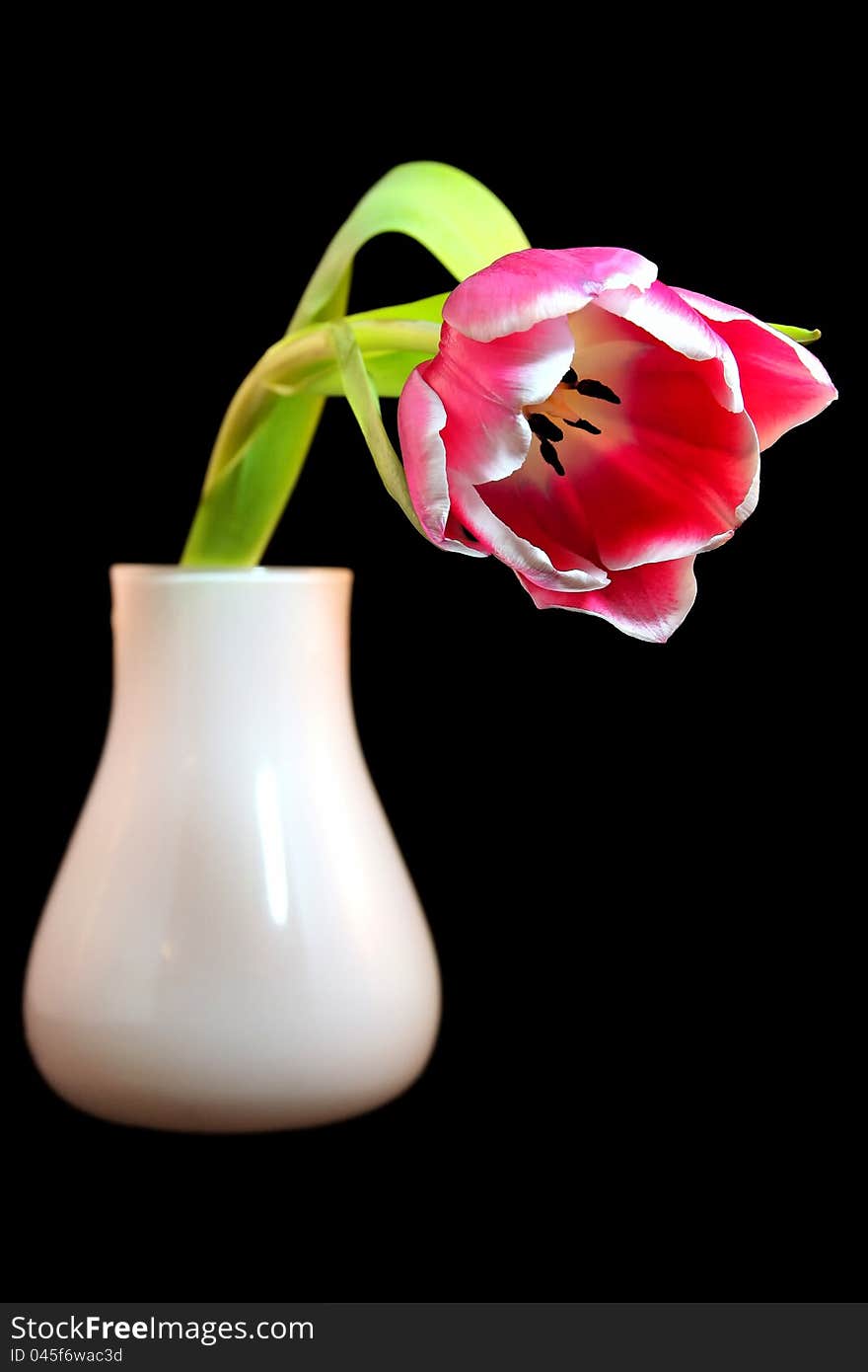 A nice tulip flower isolated in a vase with black background. A nice tulip flower isolated in a vase with black background