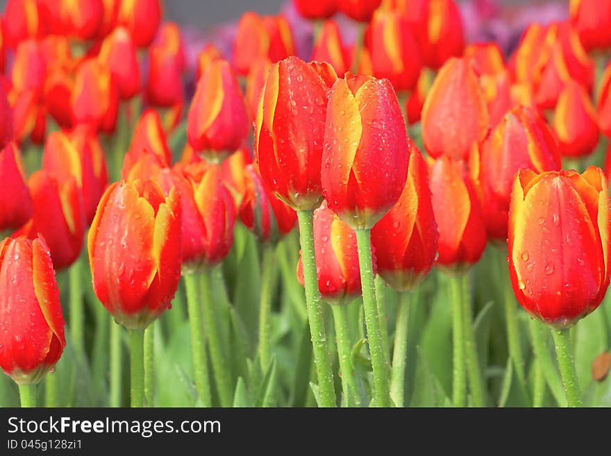 Tulips with drop of water. Taken from Chiangrai Province, Thailand.