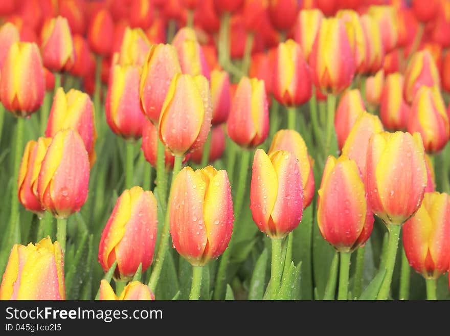 Tulips with drop of water. Taken from Chiangrai Province, Thailand.