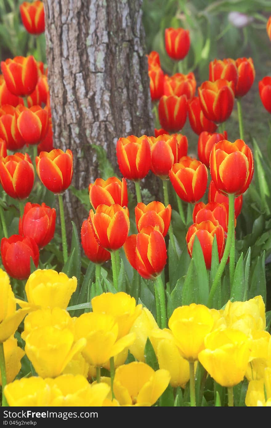 Tulips with drop of water. Taken from Chiangrai Province, Thailand.