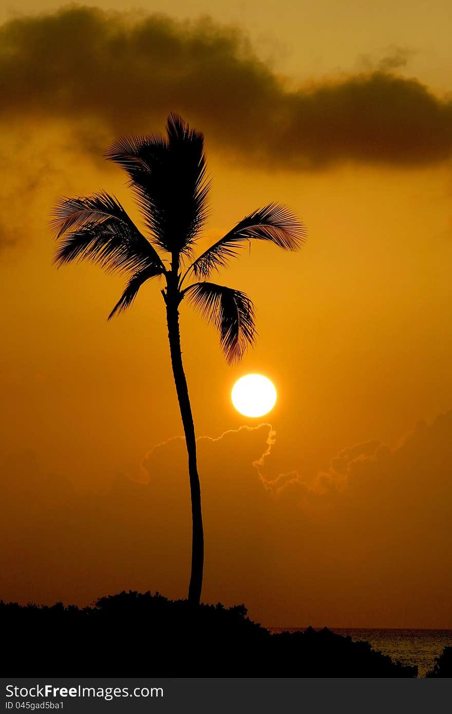 Palm tree silhouette with an orange sky sunset. Palm tree silhouette with an orange sky sunset