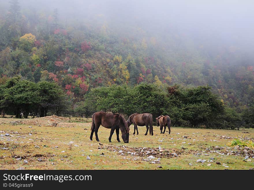 Horses in Forest