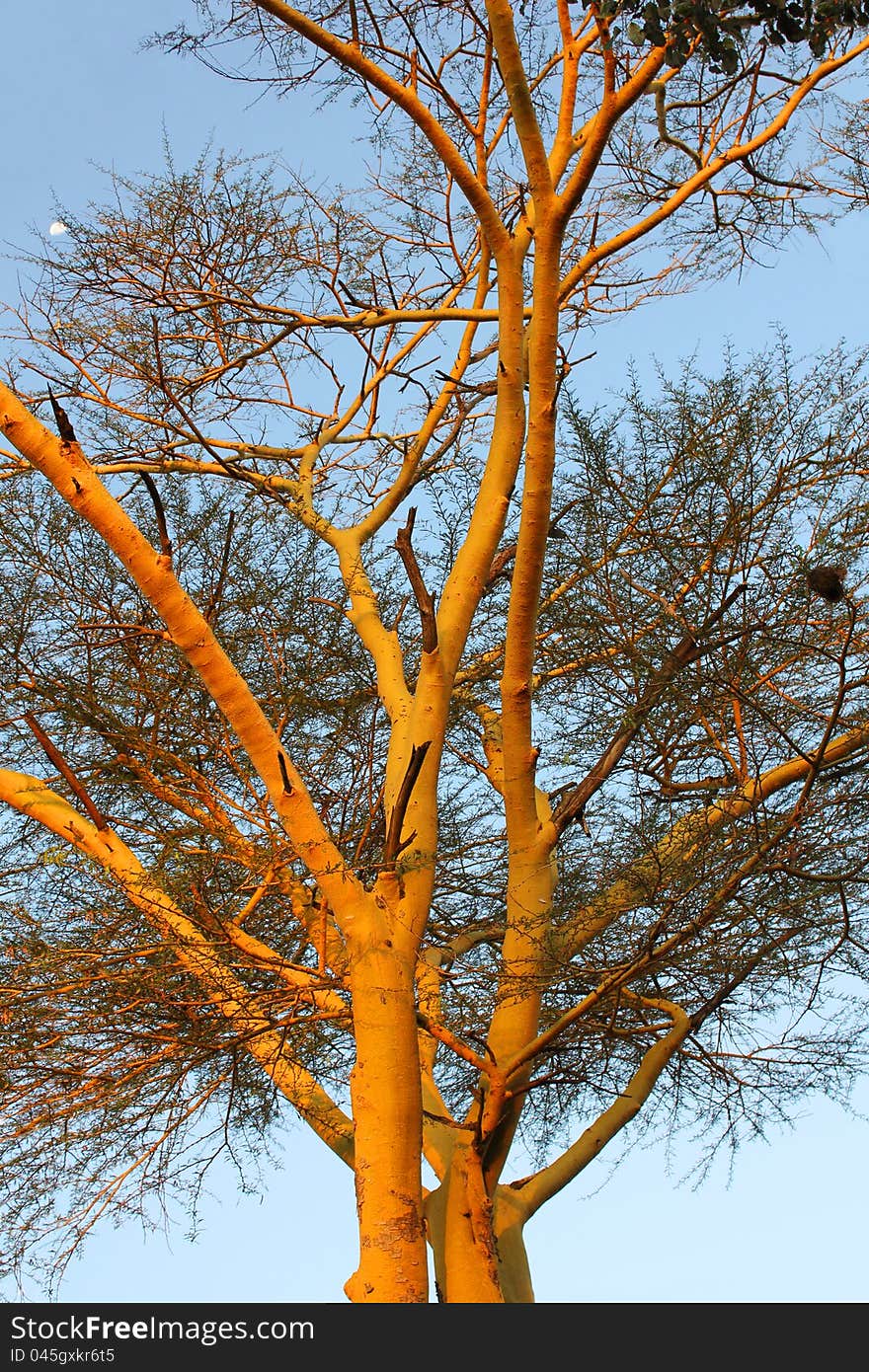 African Fauna - orange tree in Kenya