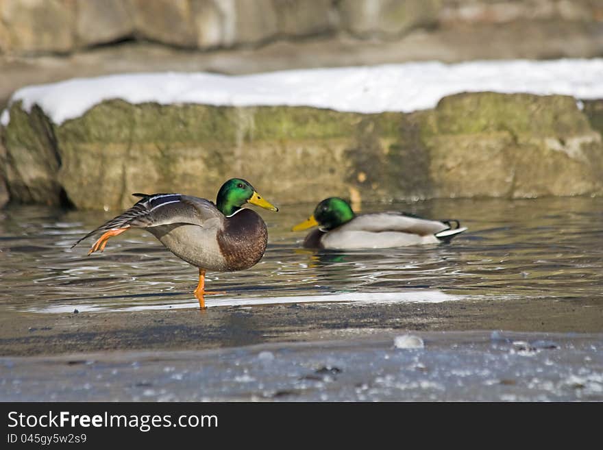 Two drakes on the pond, duck swims, he stretches his leg Drake, Drake stands on one leg on a frozen pond drakes