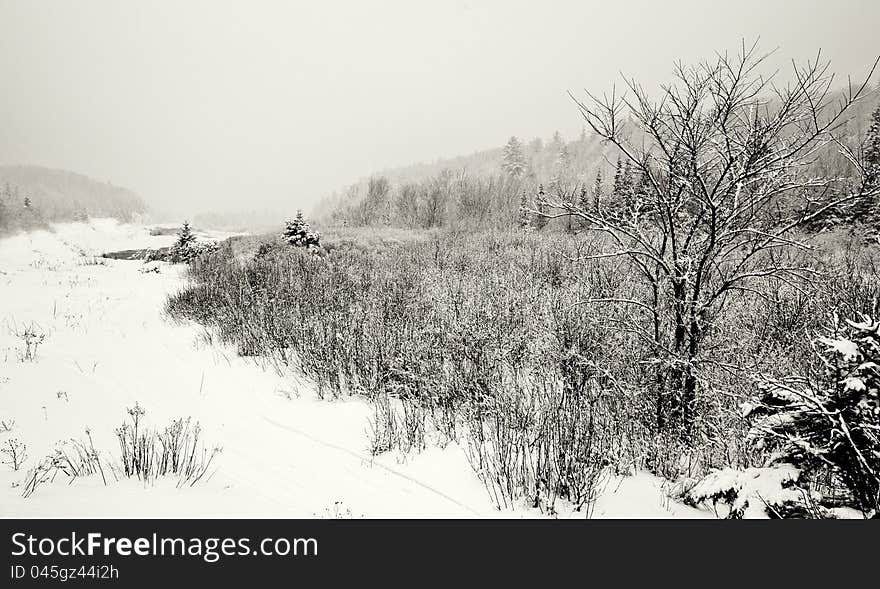 Winter Storm