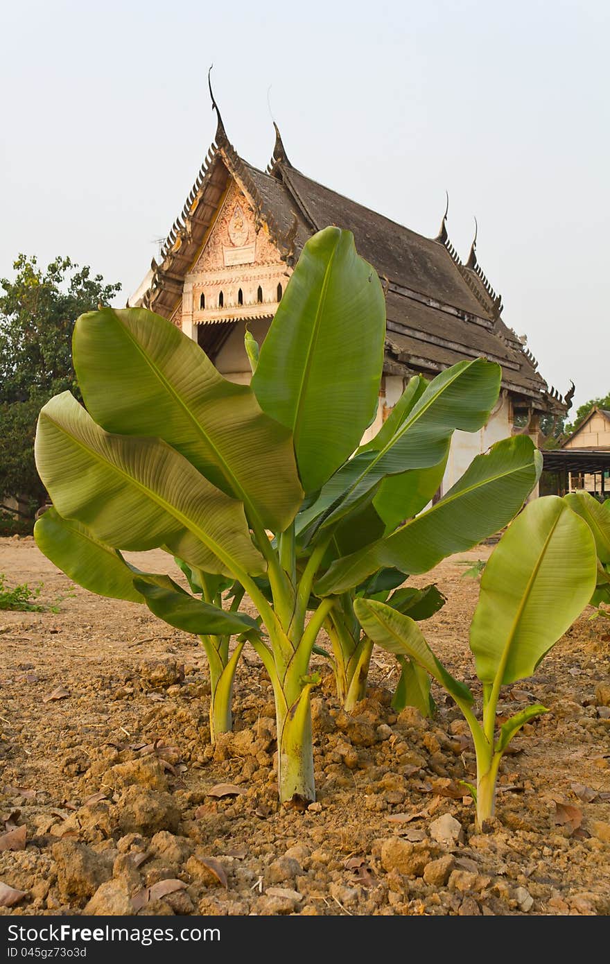 Banana trees are grown and old Buddhist church. Banana trees are grown and old Buddhist church.