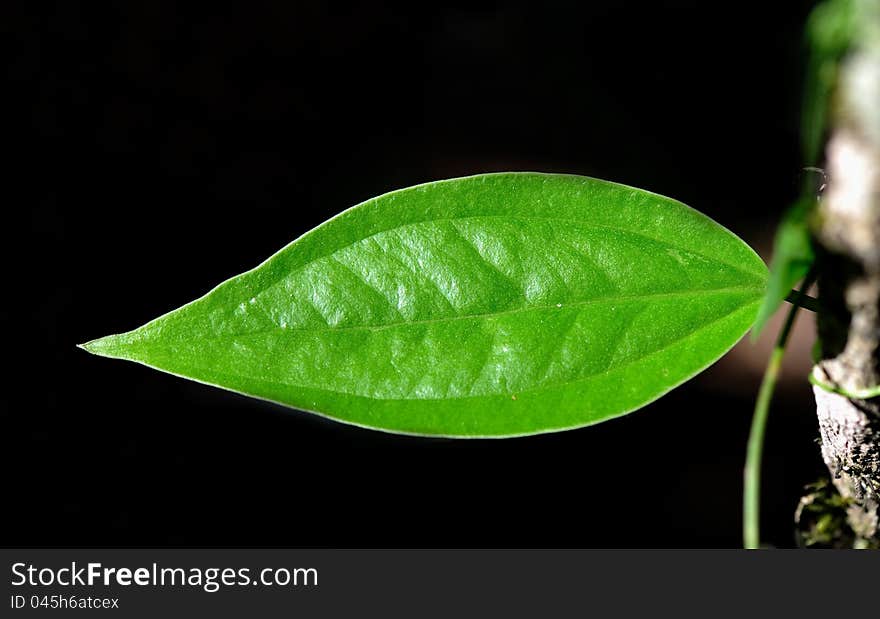 Green natural leafs in forest. Green natural leafs in forest