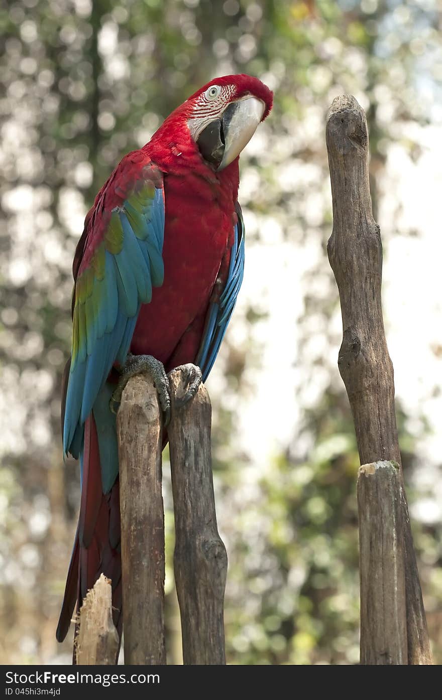 A red and green Macaw (Ara chloropterus), also known as the Green-winged Macaw.