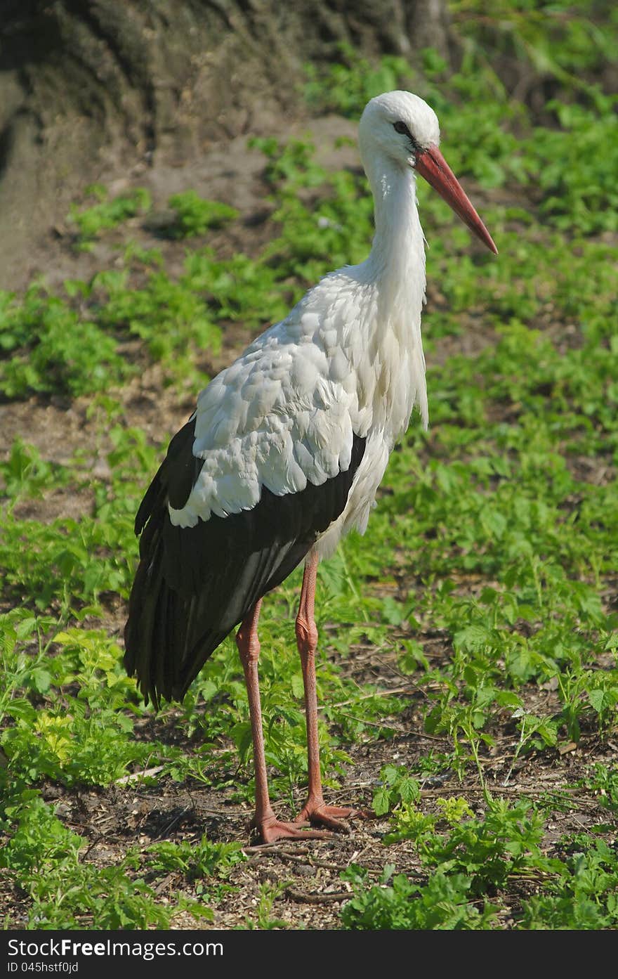 White stork standing on the grass