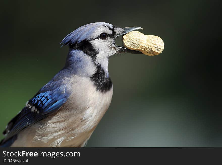 A close-up of a blue jay with a peanut in his beak with a green background. A close-up of a blue jay with a peanut in his beak with a green background.