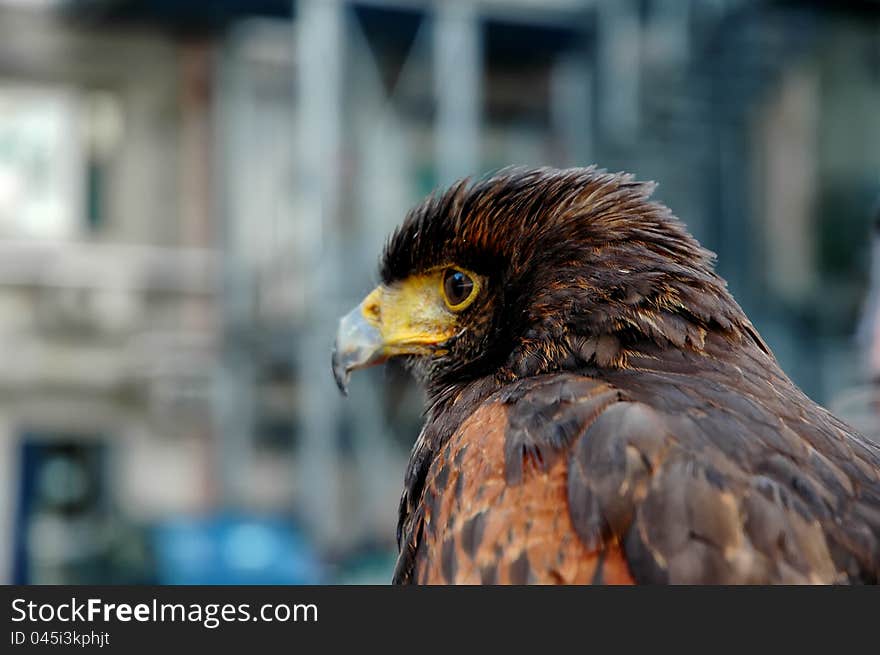 Hawk portrait with blured urban background