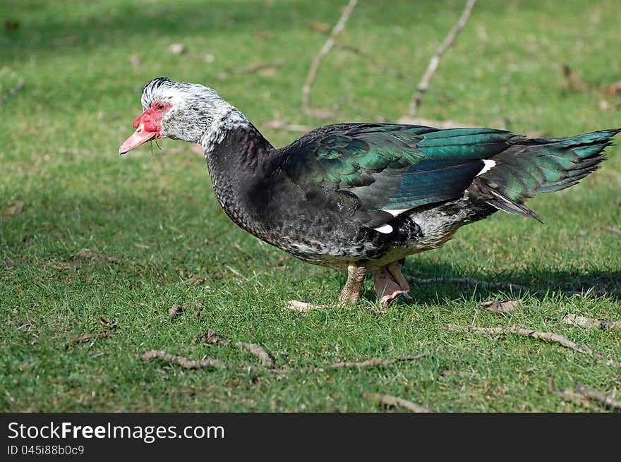 Muscovy Duck