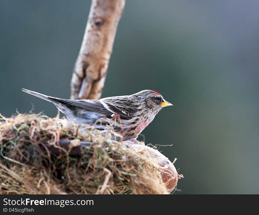 Red-poll In Nestle