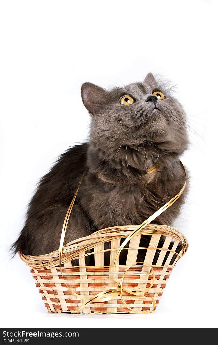 Gray Cat In A Basket