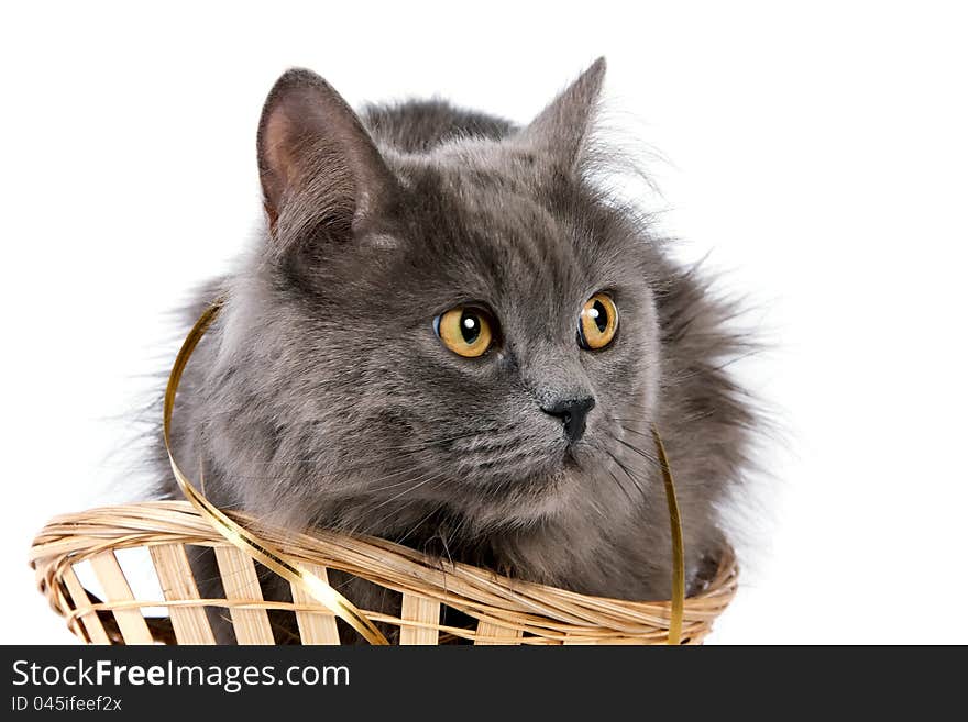 Gray cat in a basket