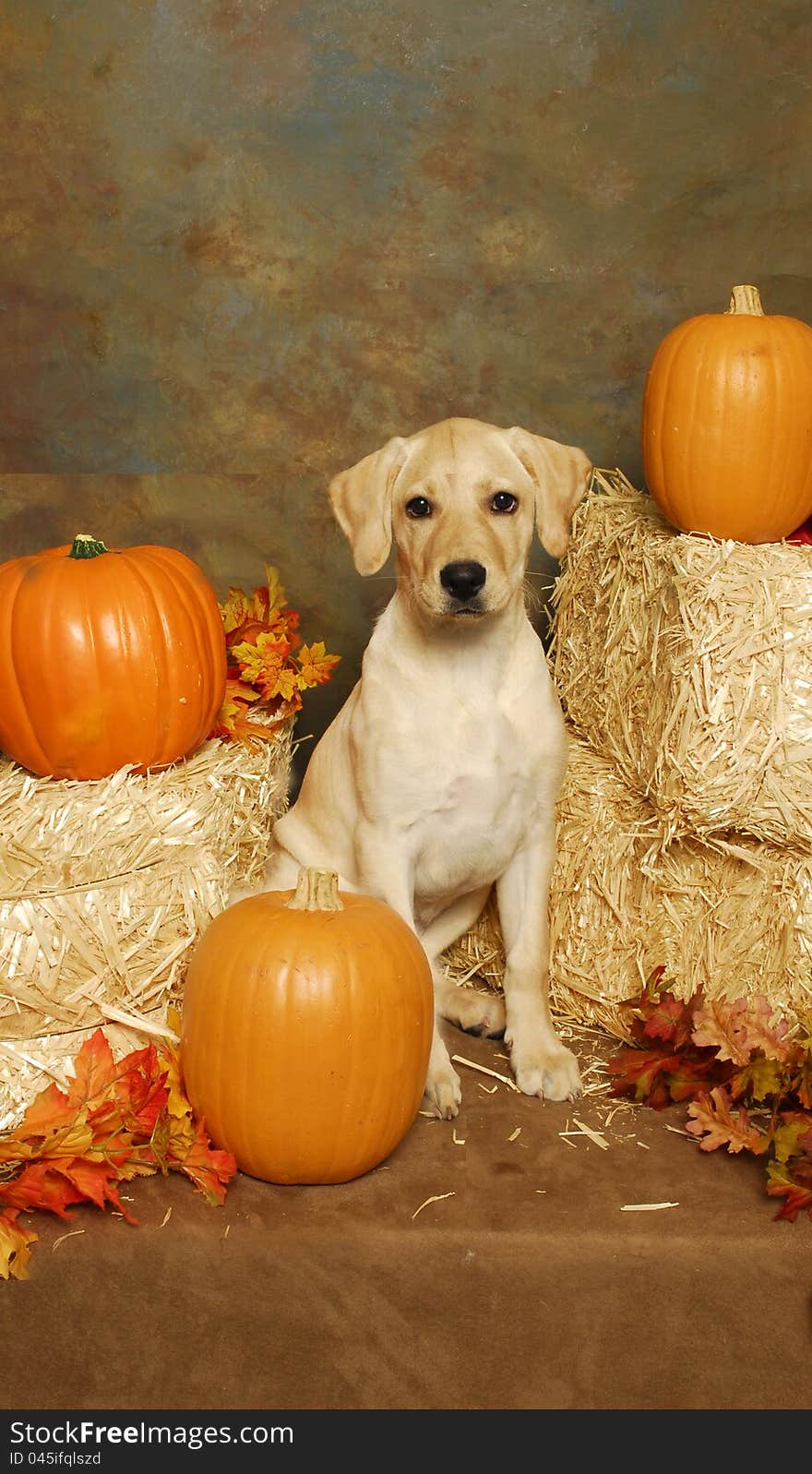 A Yellow Lab With Hay Bales And Pumkins