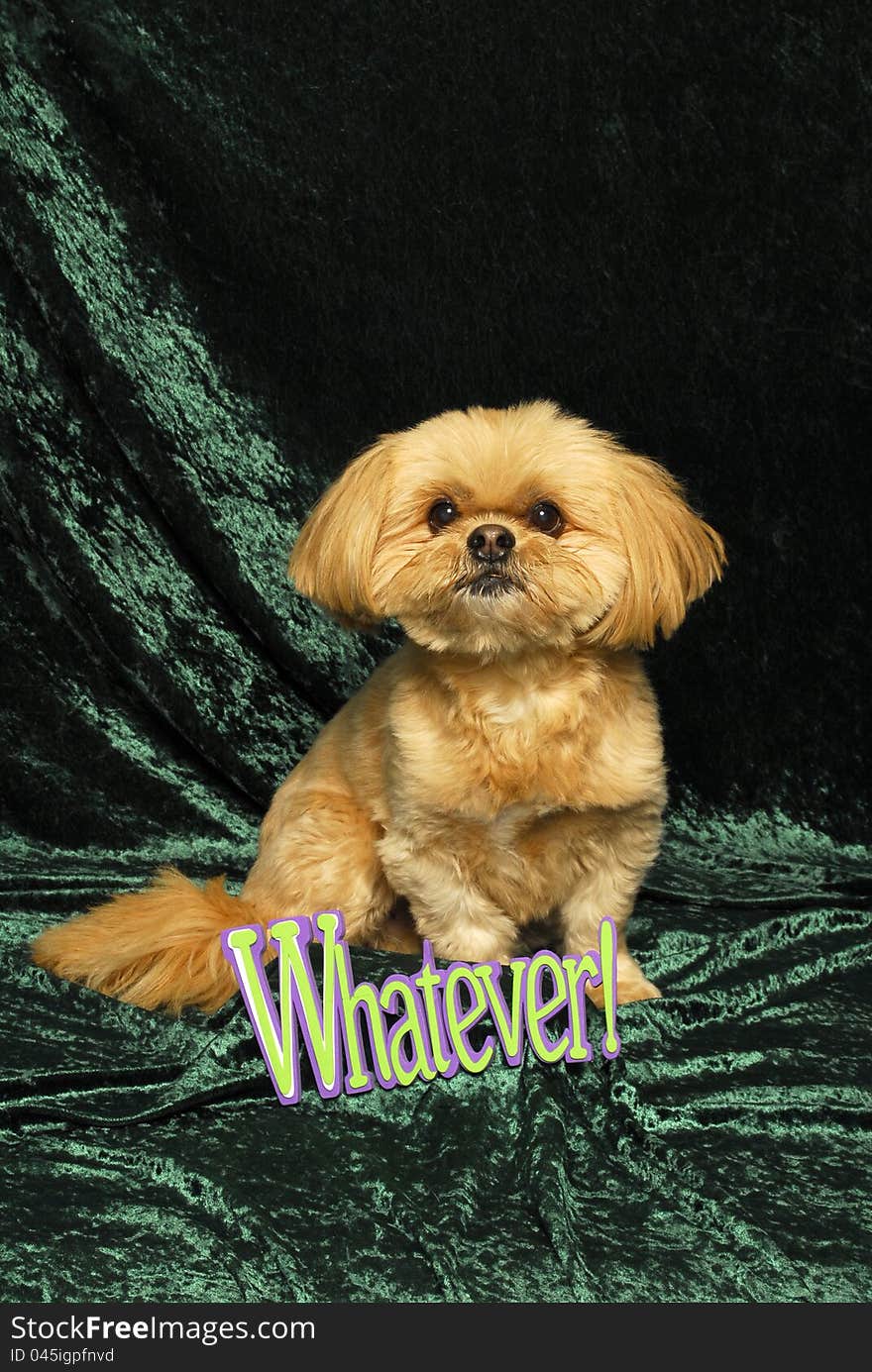 A little tan shih tzu dog sits against a green backdrop next to a sign that says 'Whatever'. A little tan shih tzu dog sits against a green backdrop next to a sign that says 'Whatever'