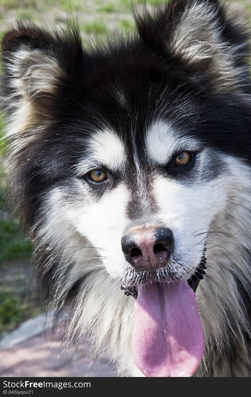 A vigilant dog staring at the lens