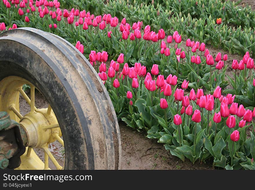 Pink tulips in field