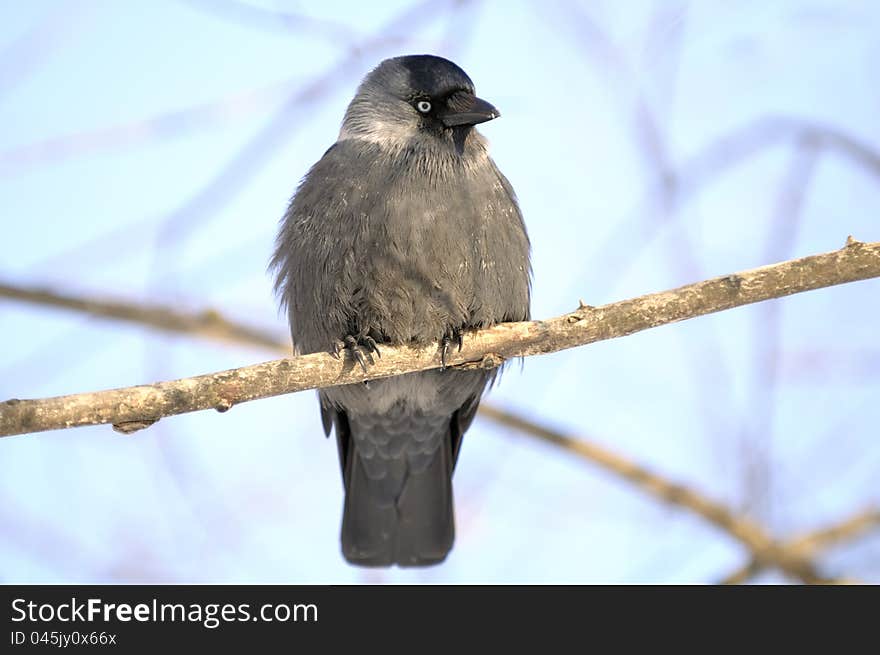 A jackdaw (coloeus monedula) sitting on a bare tree branch in winter against a sky background. A jackdaw (coloeus monedula) sitting on a bare tree branch in winter against a sky background