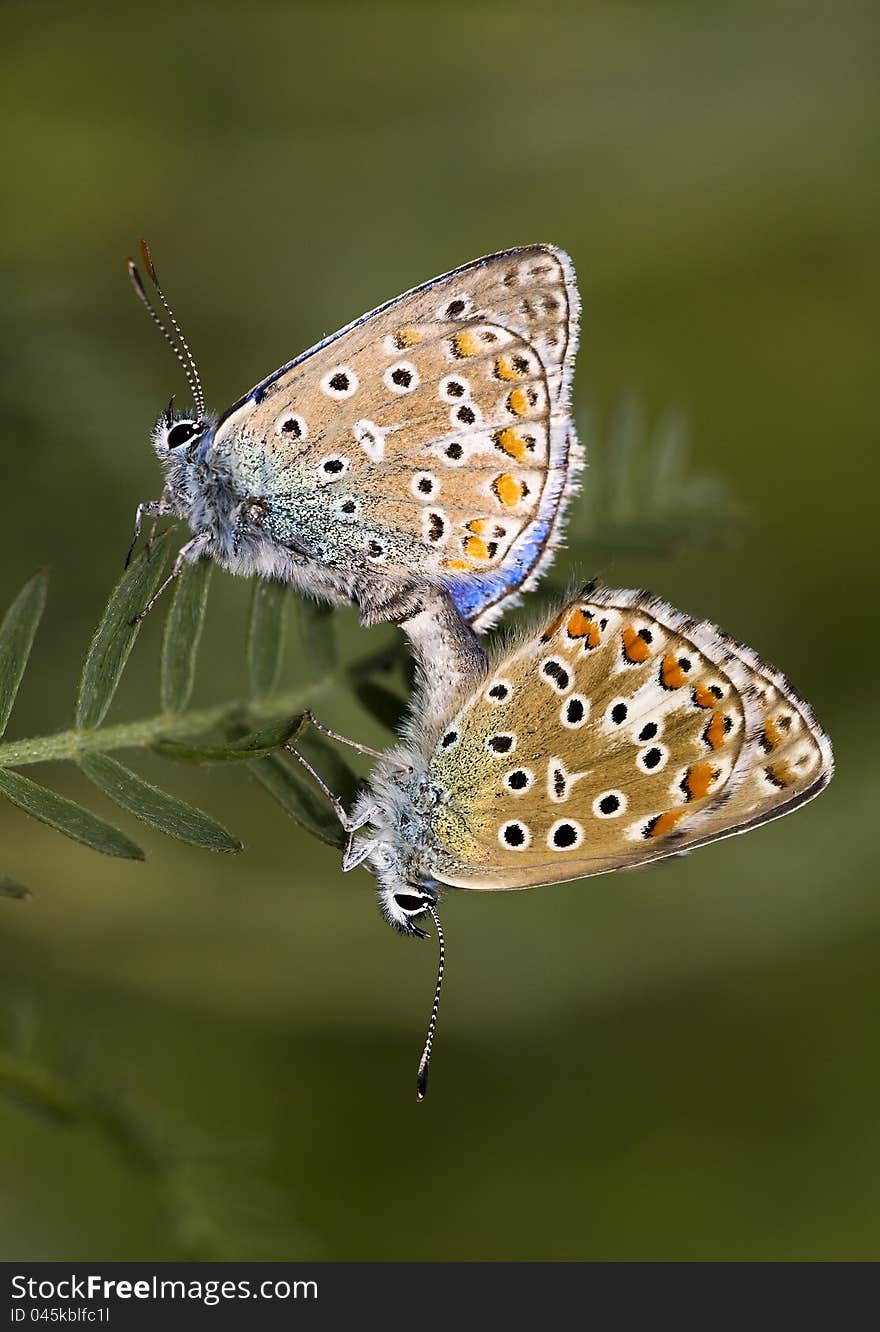 Butterfly pair mating on a leaf. Butterfly pair mating on a leaf