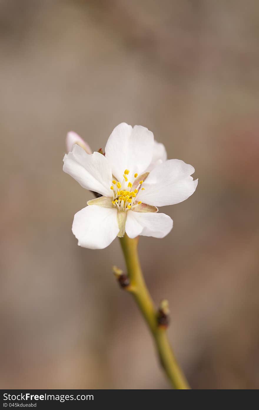 Almond Blossom